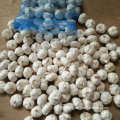 5.0cm in 10kg Mesh Bag Fresh Pure White Garlic